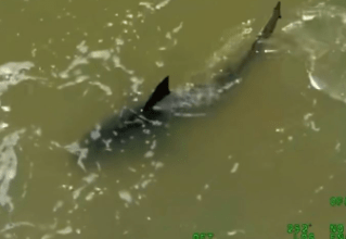 Shark Attacks in Texas and Florida on Fourth of July: Three Injured Shark Attacks in Texas and Florida on Fourth of July: Three Injured